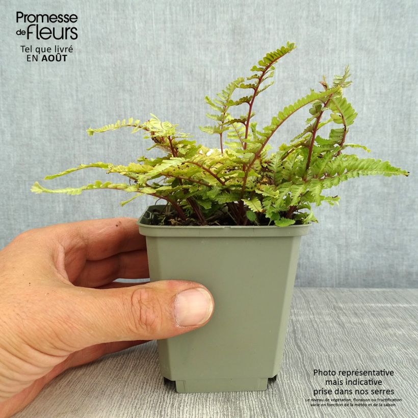Esemplare di Athyrium niponicum Crested Surf - Felce Vasetto da 8/9 cm consegnato in estate