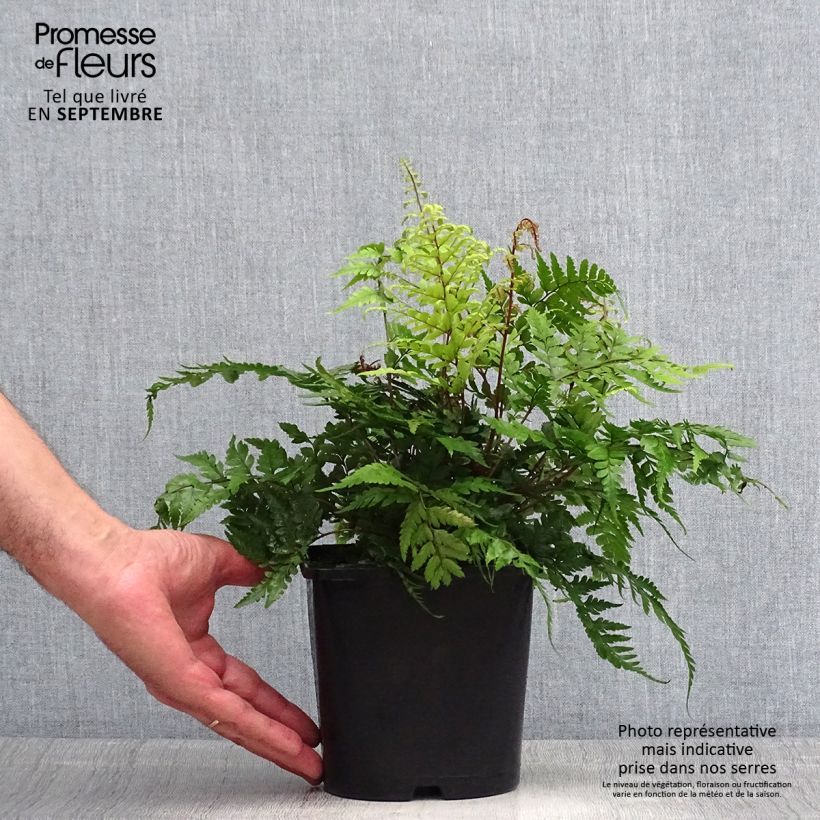 Esemplare di Athyrium otophorum var. okanum - Felce Vaso da 2L/3L consegnato in estate