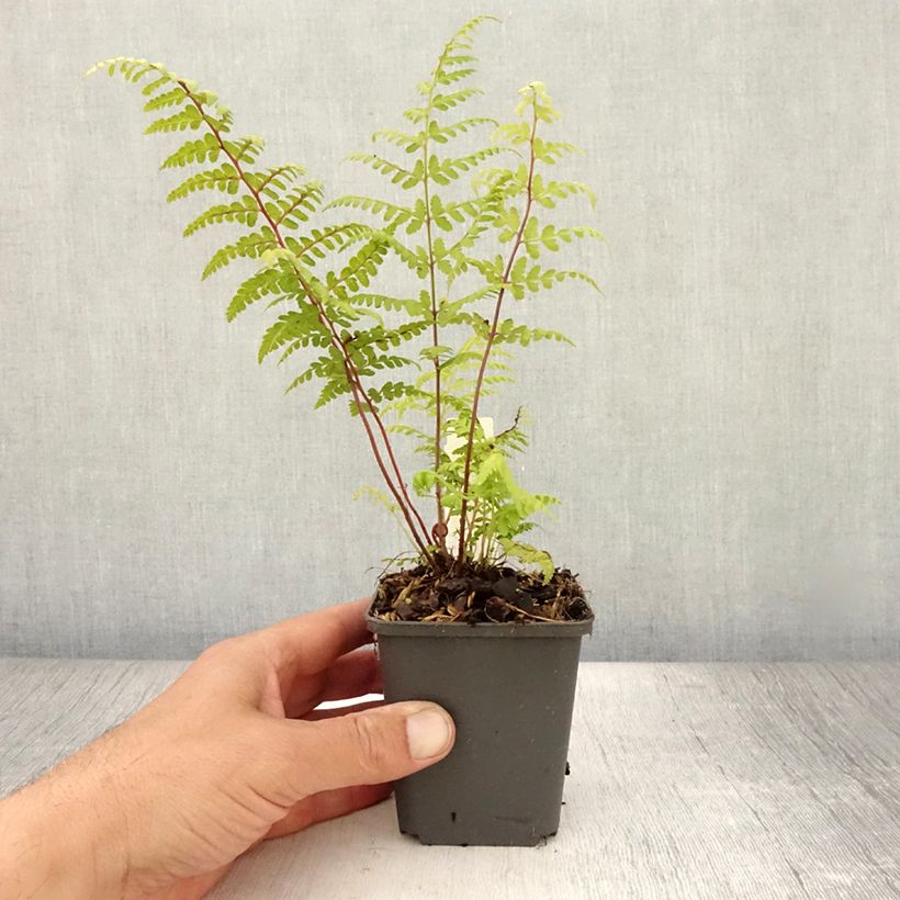 Esemplare di Athyrium vidalii - Felce Vasetto da 8/9 cm consegnato in estate