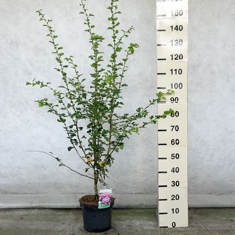 Esemplare di Crataegus laevigata Paul's Scarlet Vaso da 7,5L/10L consegnato in estate