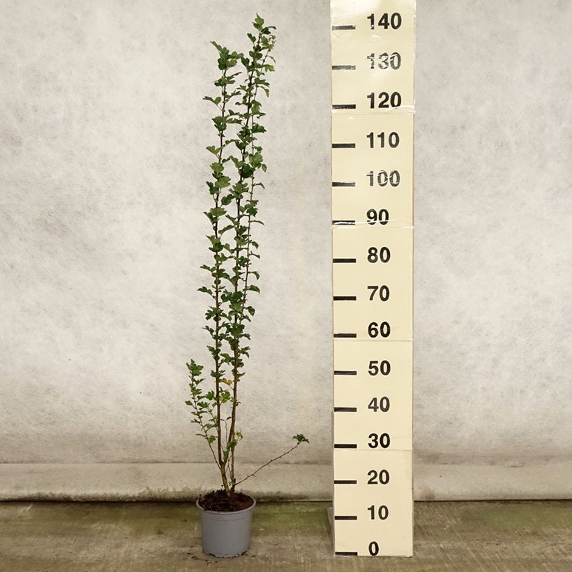 Esemplare di Crataegus monogyna - Biancospino comune Vaso da 2L/3L consegnato in estate