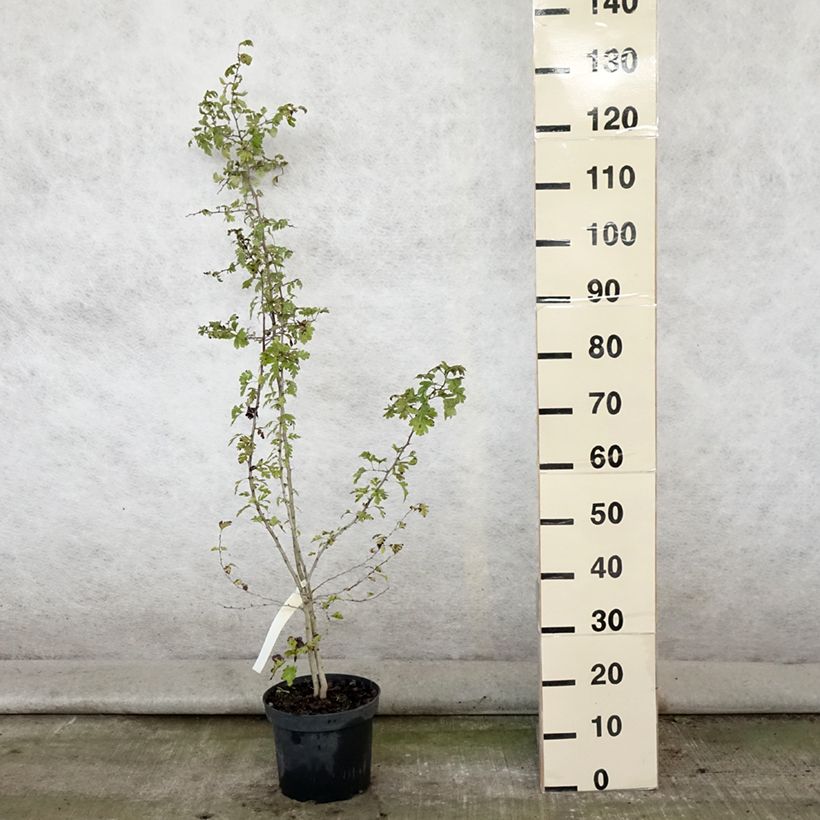 Esemplare di Crataegus monogyna - Biancospino comune Vaso da 4L/5L consegnato in estate