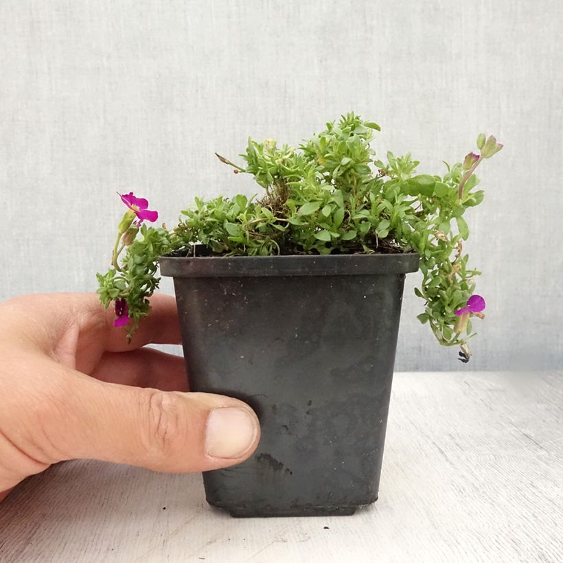 Esemplare di Aubrieta Bressingham Red - Aubrezia Vasetto da 8/9 cm consegnato in estate