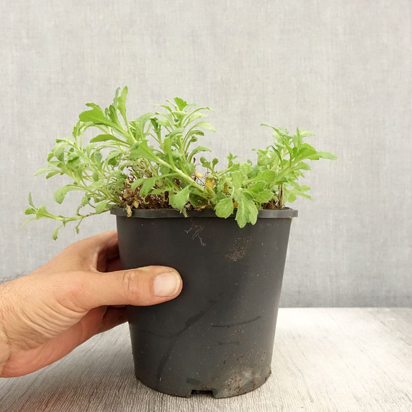 Esemplare di Aubrieta Cascade Blue - Aubrezia Vaso da 2L/3L come consegnato in autunno