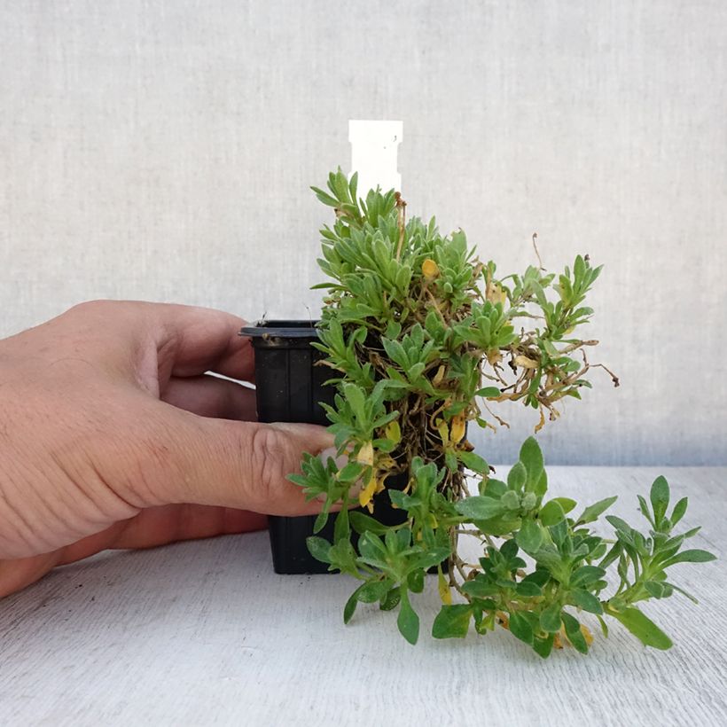 Esemplare di Aubrieta Rose-Red - Aubrezia Vasetto da 8/9 cm consegnato in estate