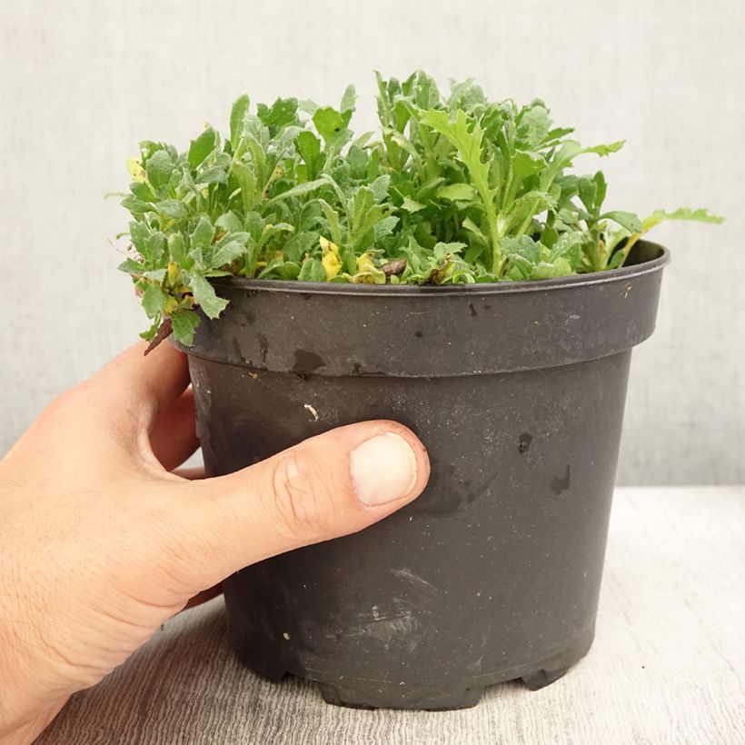 Esemplare di Aubrieta Cascade Red - Aubrezia Vaso da 2L/3L consegnato in estate