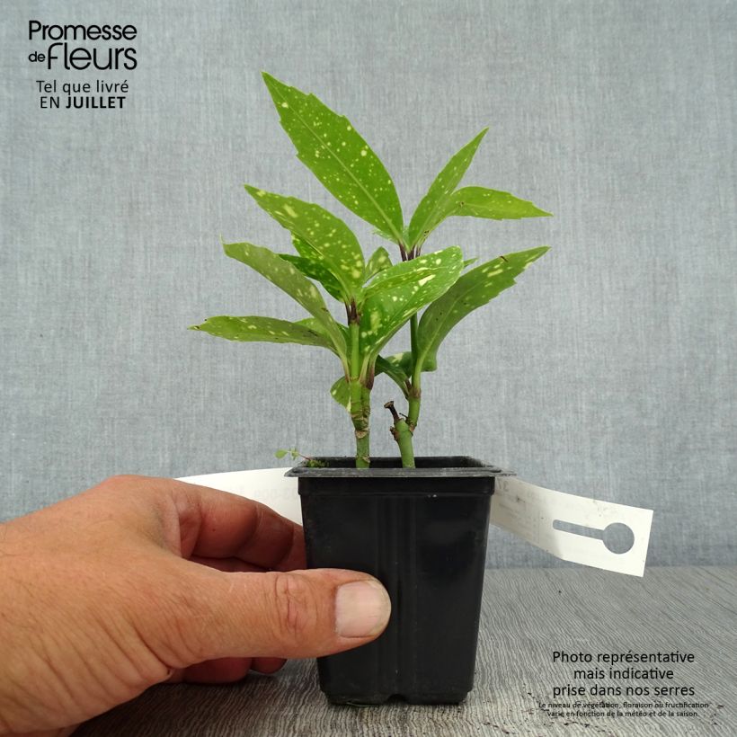 Esemplare di Aucuba japonica Crotonifolia Vasetto da 8/9 cm consegnato in estate