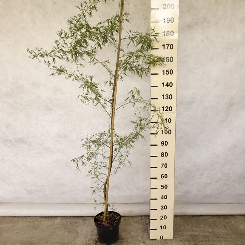 Esemplare di Alnus glutinosa Imperialis - Ontano nero Vaso da 7,5L/10L consegnato in estate