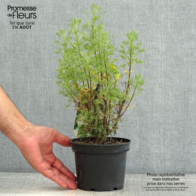 Esemplare di Artemisia abrotanum - Abrotano Vaso da 1,5L/2L consegnato in estate