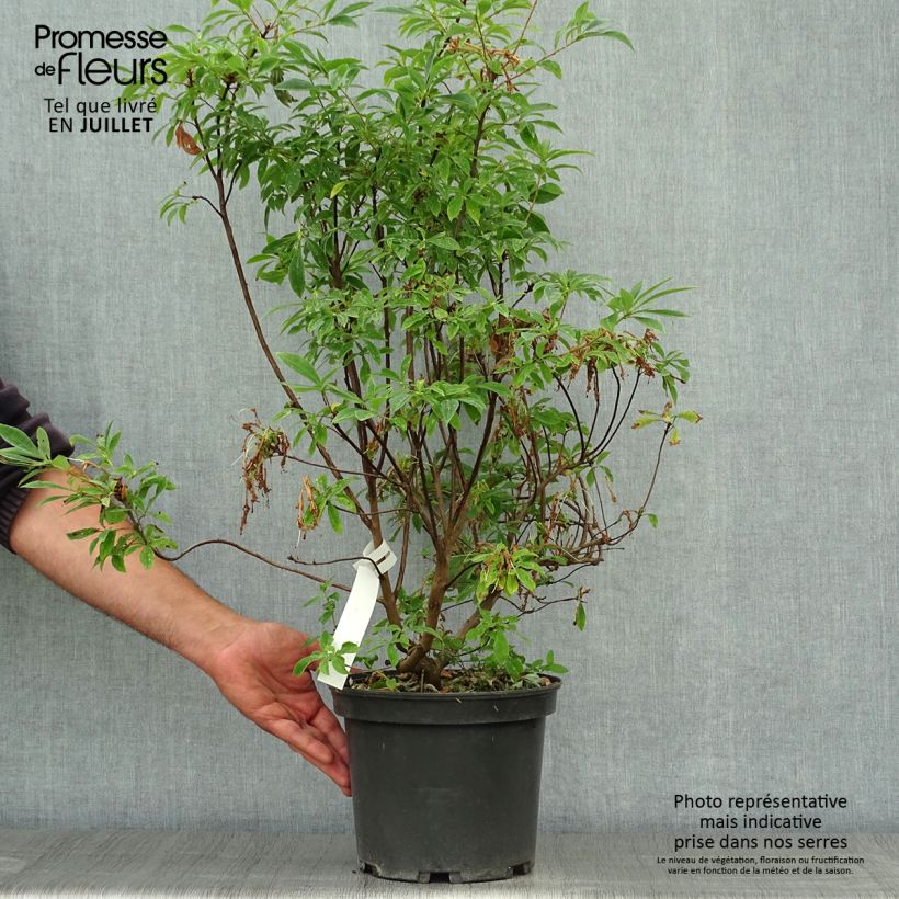 Esemplare di Azalea canescens Vaso da 4L/5L consegnato in estate