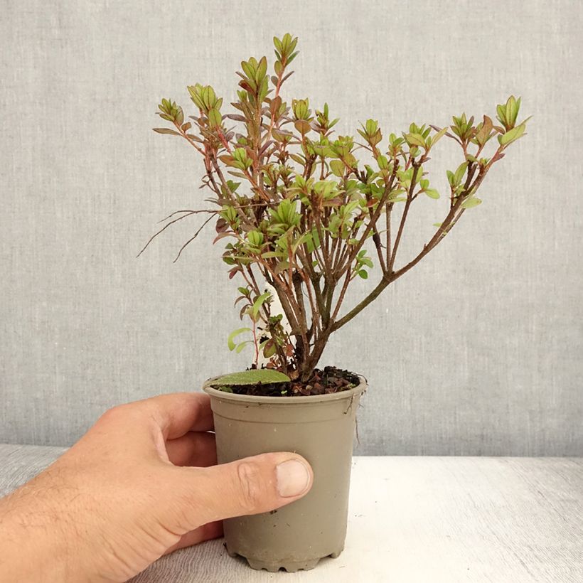Esemplare di Azalea japonica Moederdag Vasetto da 8/9 cm consegnato in estate