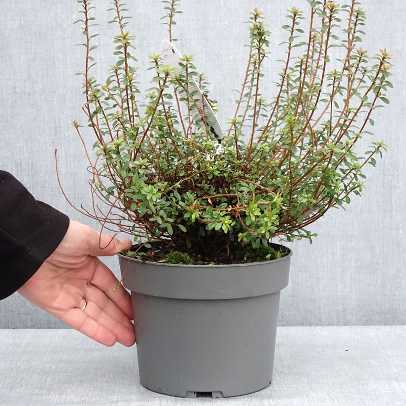 Azalea serpyllifolium Vaso da 3L/4L esemplare consegnato in inverno