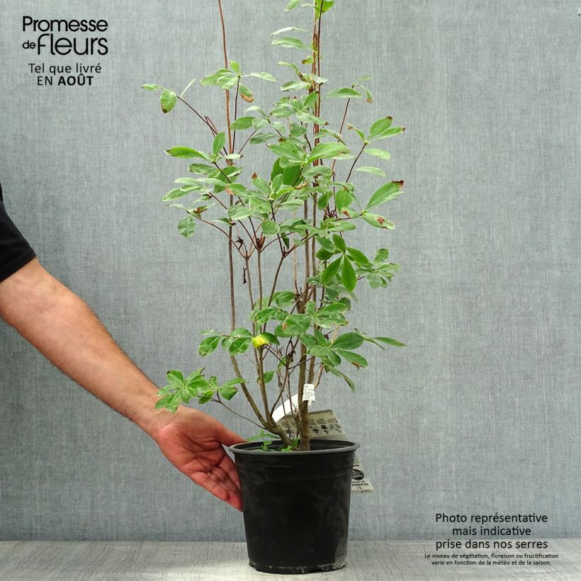Esemplare di Azalea mollis Satan Vaso da 4L/5L consegnato in estate