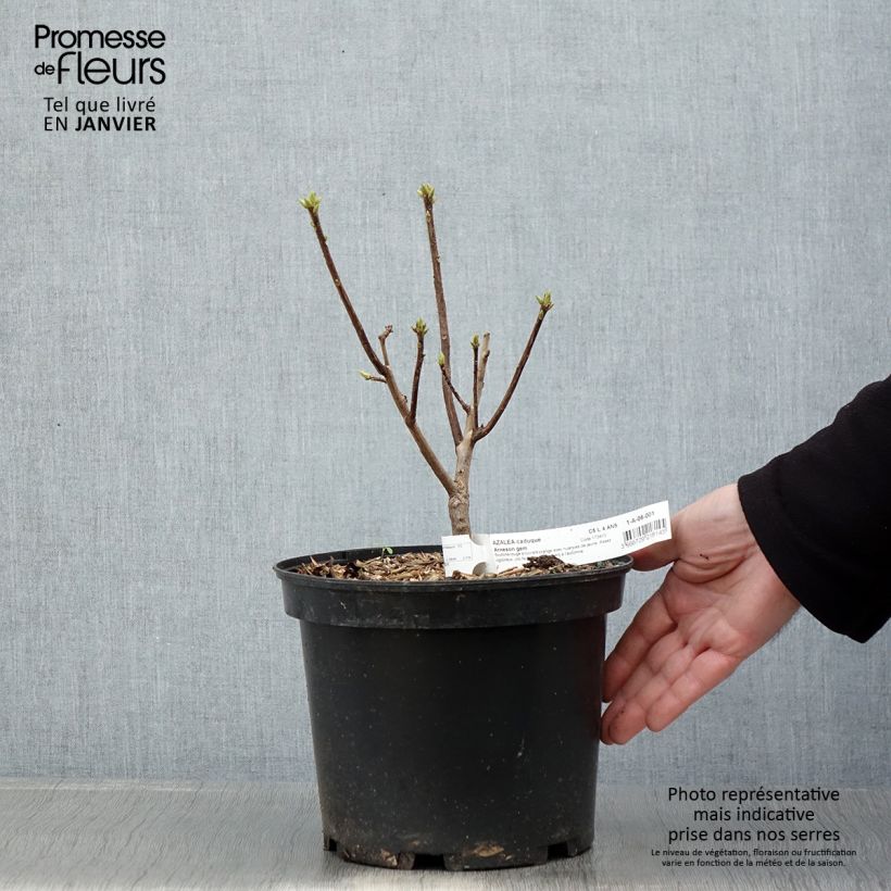 Azalea Arneson Gem Vaso da 4L/5L esemplare consegnato in inverno