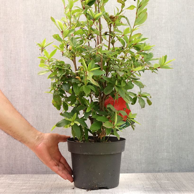 Esemplare di Azalea viscosum Karminduft Vaso da 4L/5L consegnato in estate