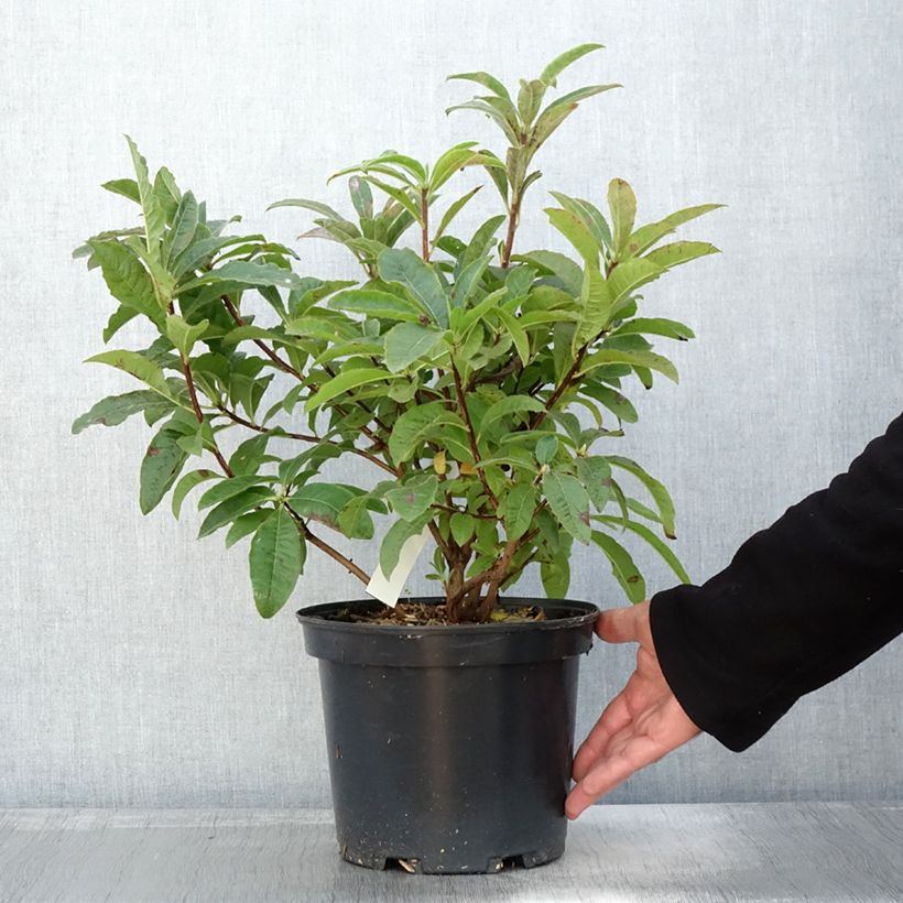 Esemplare di Azalea Berry Rose Vaso da 4L/5L come consegnato in autunno