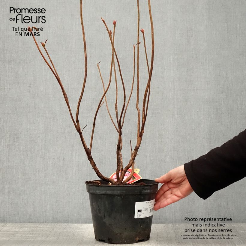 Azalea mollis Cecile Vaso da 4L/5L esemplare consegnato in primavera