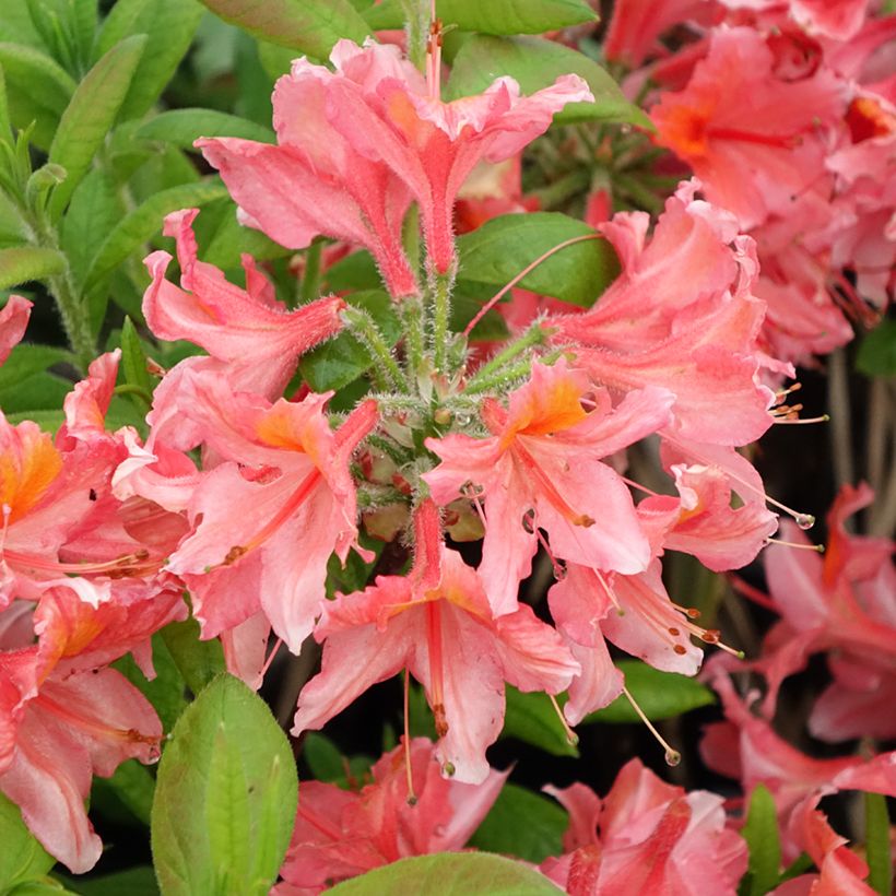 Azalea mollis Demoiselles de Boutiguery Aurora (Fioritura)