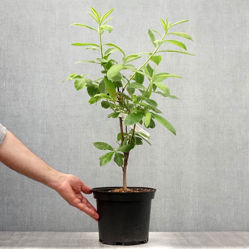 Esemplare di Azalea mollis Demoiselles de Boutiguery Aurora Vaso da 4L/5L consegnato in estate