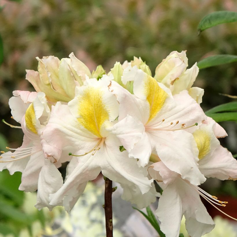 Azalea mollis Demoiselles de Boutiguery Callista (Fioritura)