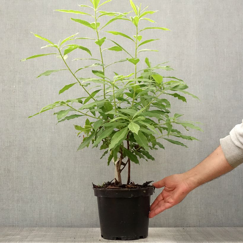 Esemplare di Azalea mollis Demoiselles de Boutiguery Idylla Vaso da 4L/5L consegnato in estate