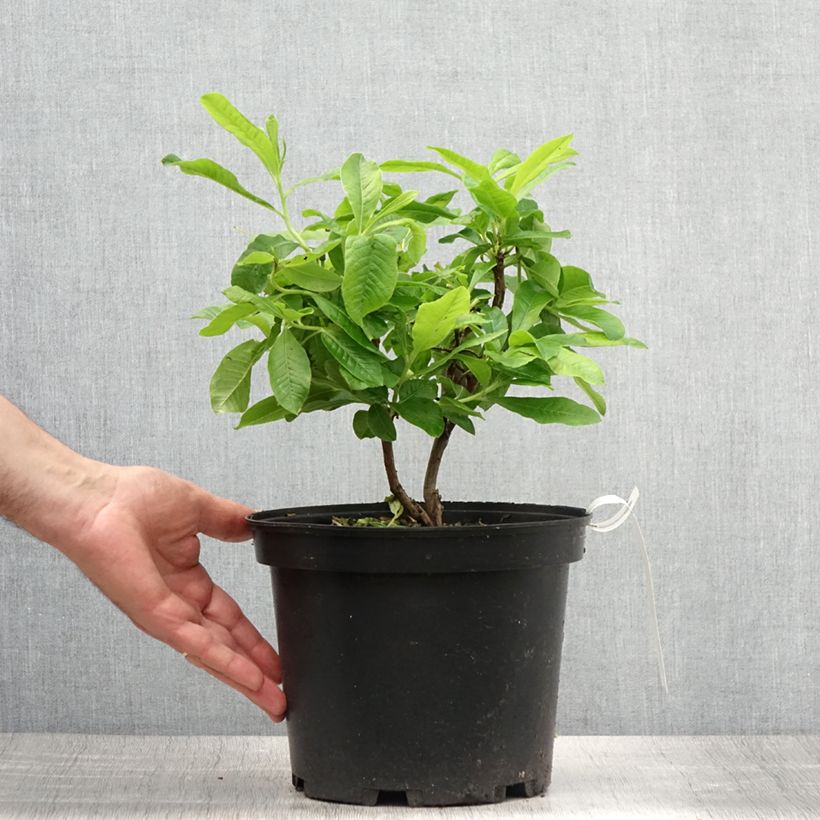 Esemplare di Azalea mollis Demoiselles de Boutiguery Nella Vaso da 4L/5L consegnato in estate