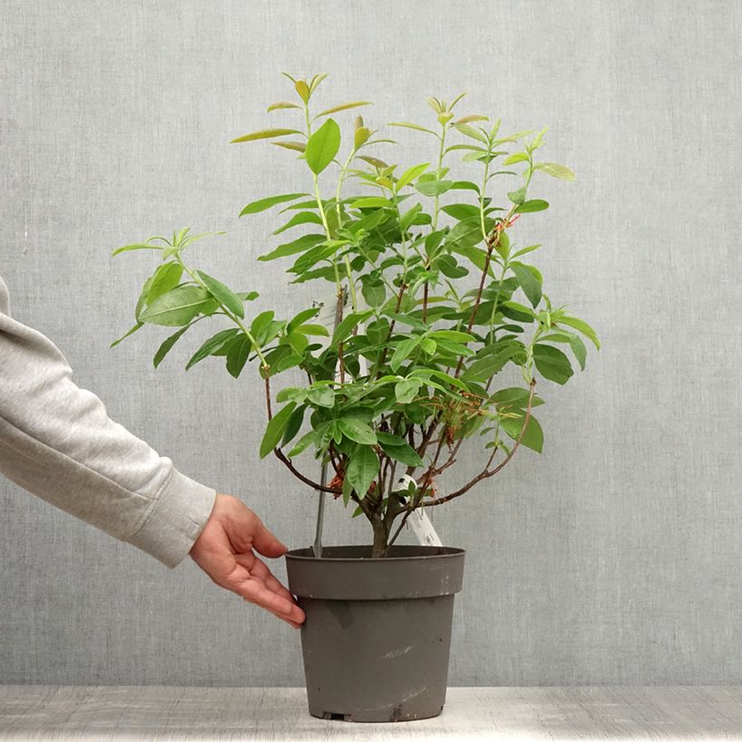 Esemplare di Azalea Fire Ball Vaso da 4L/5L consegnato in estate
