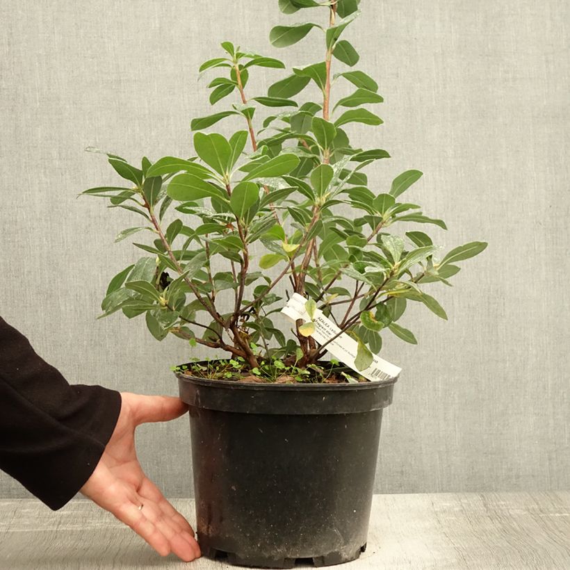 Esemplare di Azalea Fragrant Star Vaso da 4L/5L come consegnato in autunno