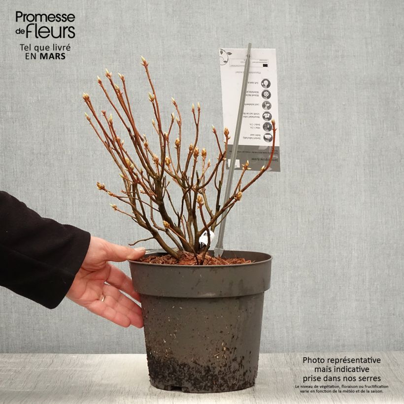 Azalea Fraseri Vaso da 4L/5LAltezza consegnata circa 25/30cm esemplare consegnato in primavera