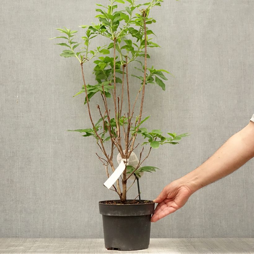 Esemplare di Azalea Homebush Vaso da 4L/5L consegnato in estate