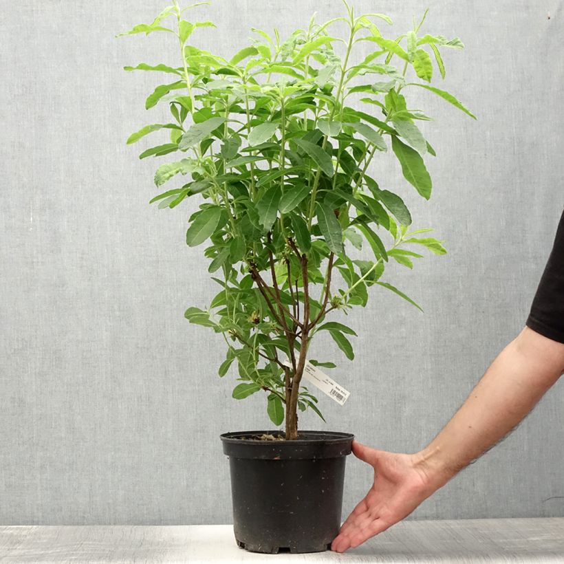 Esemplare di Azalea Mount Rainier Vaso da 4L/5L consegnato in estate