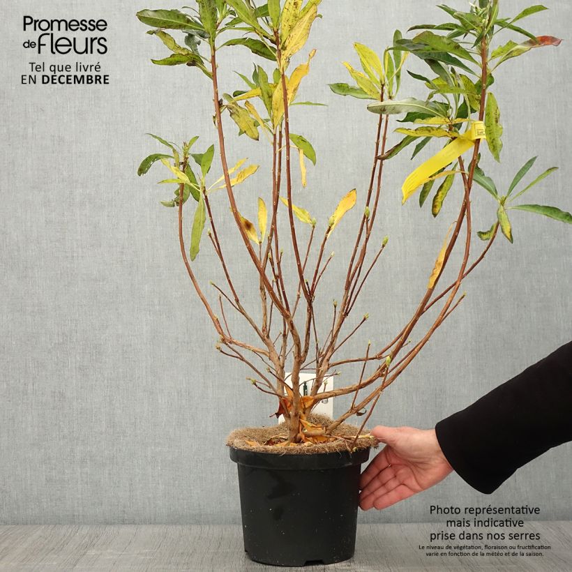 Esemplare di Azalea luteum - Azalea gialla Vaso da 4L/5L come consegnato in autunno