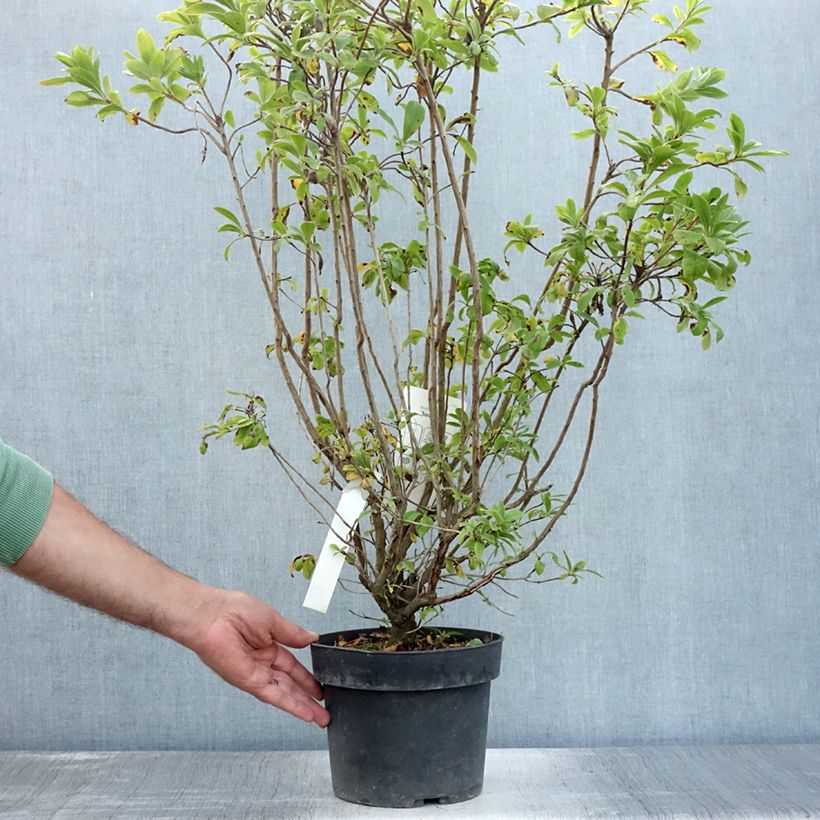 Esemplare di Azalea viscosum Sommerduft Vaso da 4L/5L consegnato in estate
