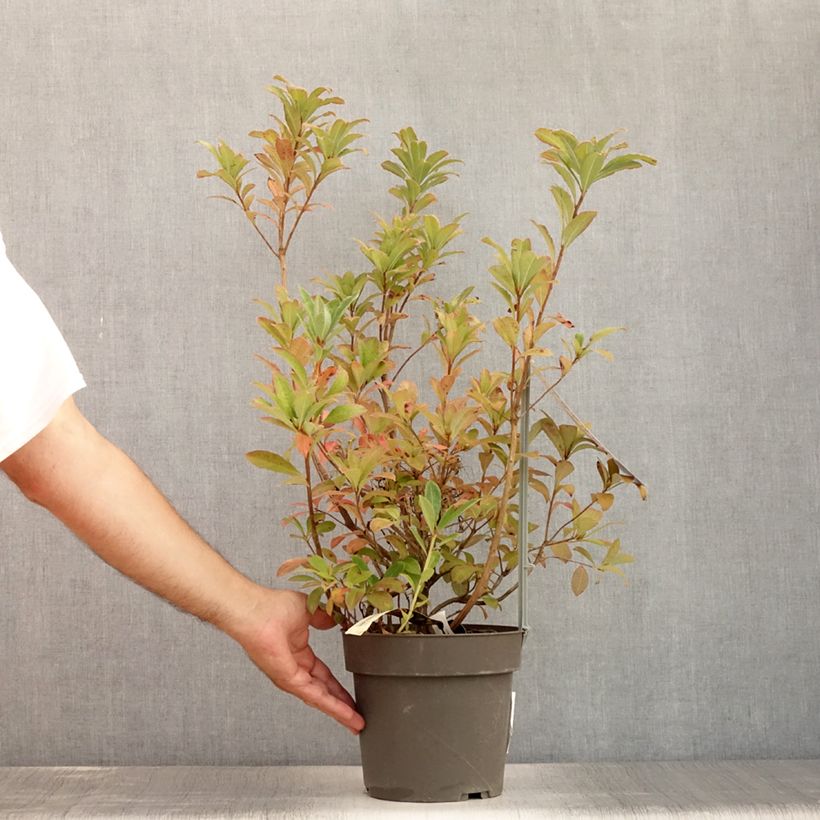 Esemplare di Azalea Soir de Paris Vaso da 4L/5L consegnato in estate