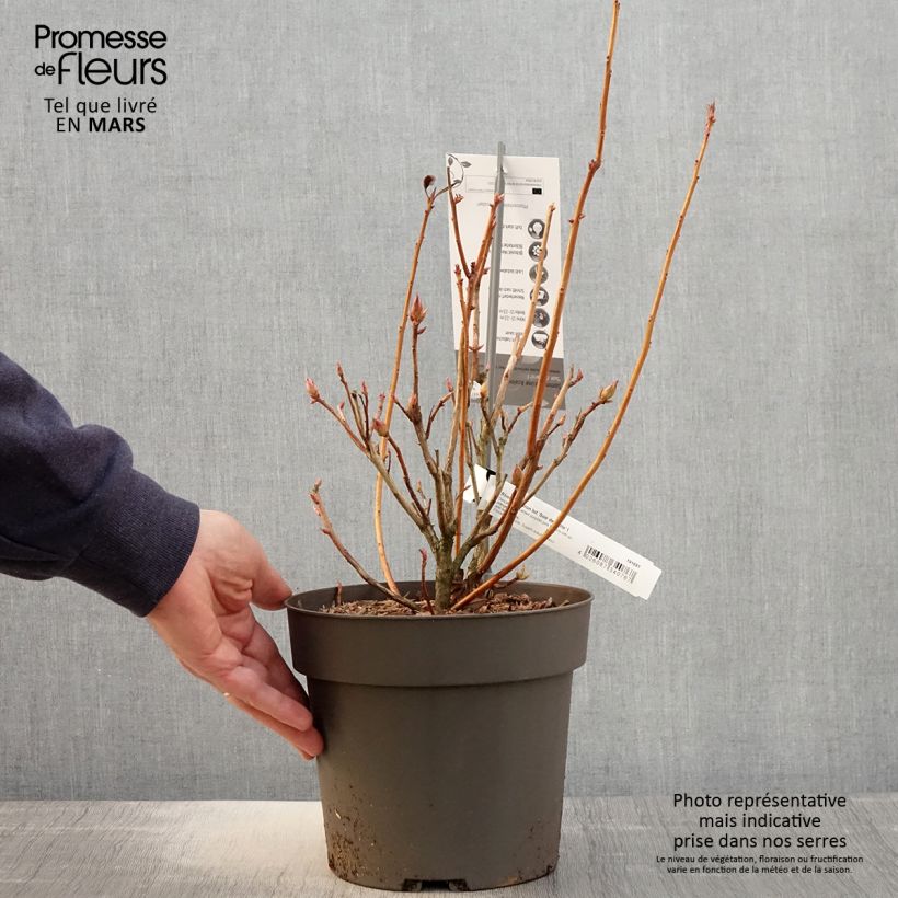 Azalea Soir de Paris Vaso da 4L/5LAltezza consegnata circa 25/30cm esemplare consegnato in primavera
