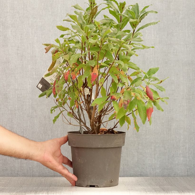 Esemplare di Azalea austrinum Vaso da 4L/5L consegnato in estate