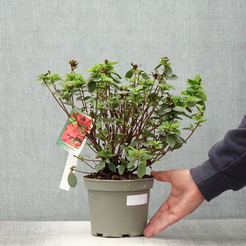 Esemplare di Azalea Ardeur Vaso da 2L/3L consegnato in estate