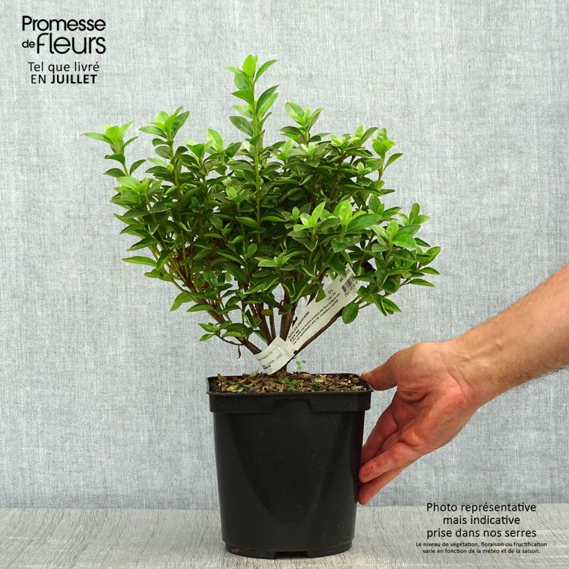 Esemplare di Azalea japonica Elsie Lee Vaso da 2L/3L consegnato in estate