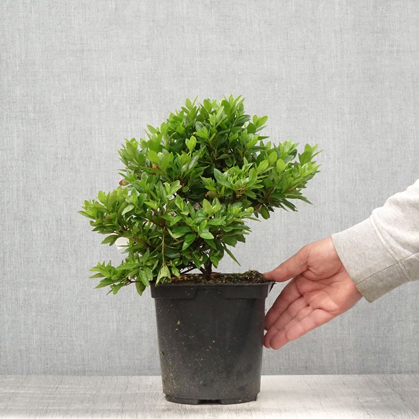 Esemplare di Azalea japonica Kirin Vaso da 2L/3L consegnato in estate