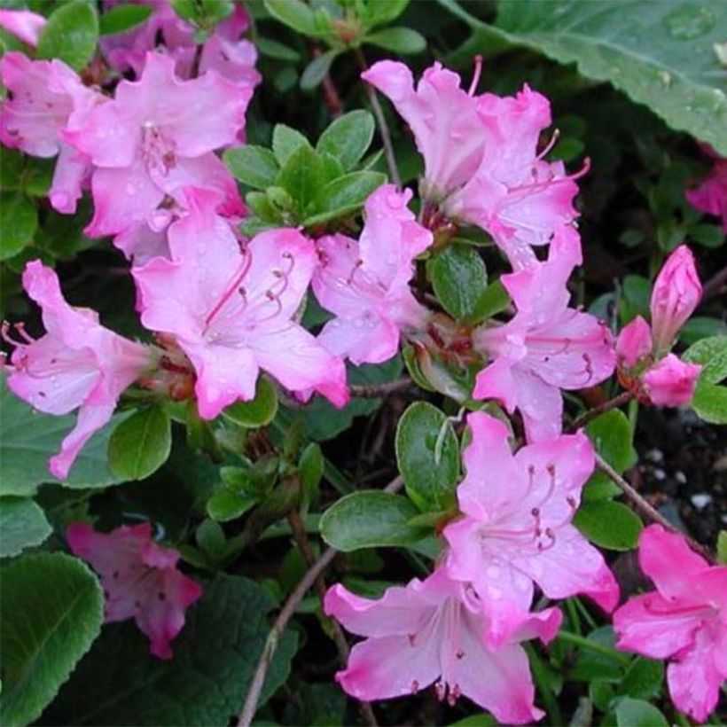 Azalea kiusianum Komo Kulshan (Fioritura)