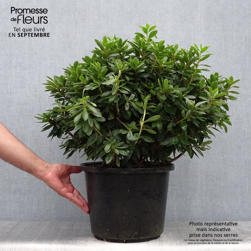 Esemplare di Azalea Luzi Vaso da 12L/15L come consegnato in autunno