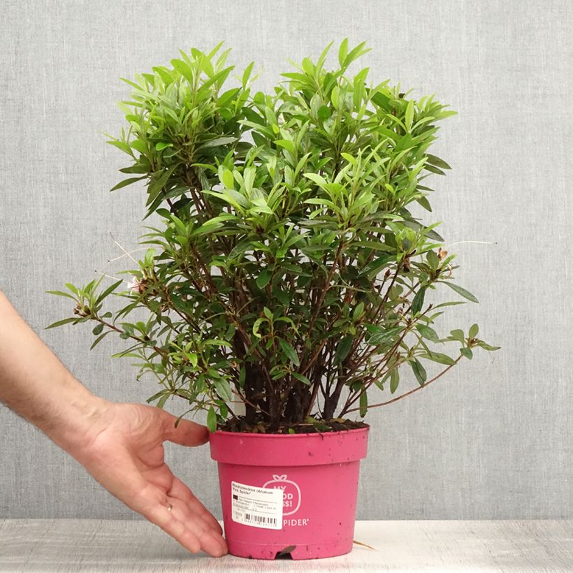 Esemplare di Azalea obtusum Pink Spider Vaso da 2L/3L consegnato in estate