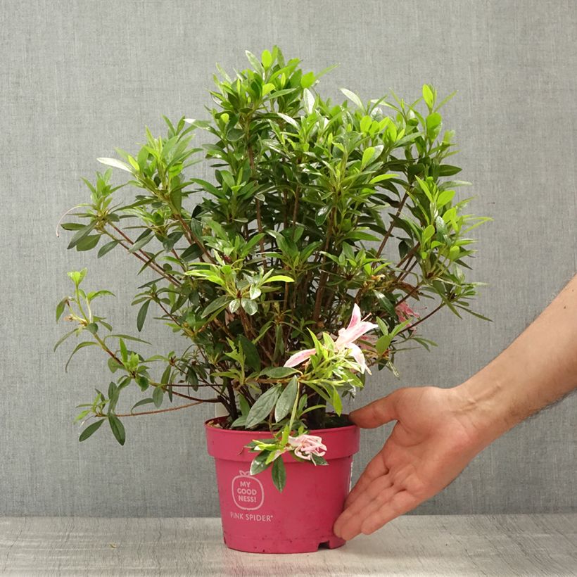 Azalea obtusum Pink Spider Vaso da 2L/3LAltezza consegnata circa 10/+cm esemplare consegnato in primavera