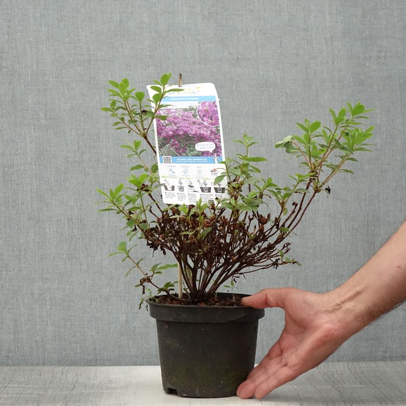 Esemplare di Azalea Purple Splendor Vaso da 2L/3L consegnato in estate