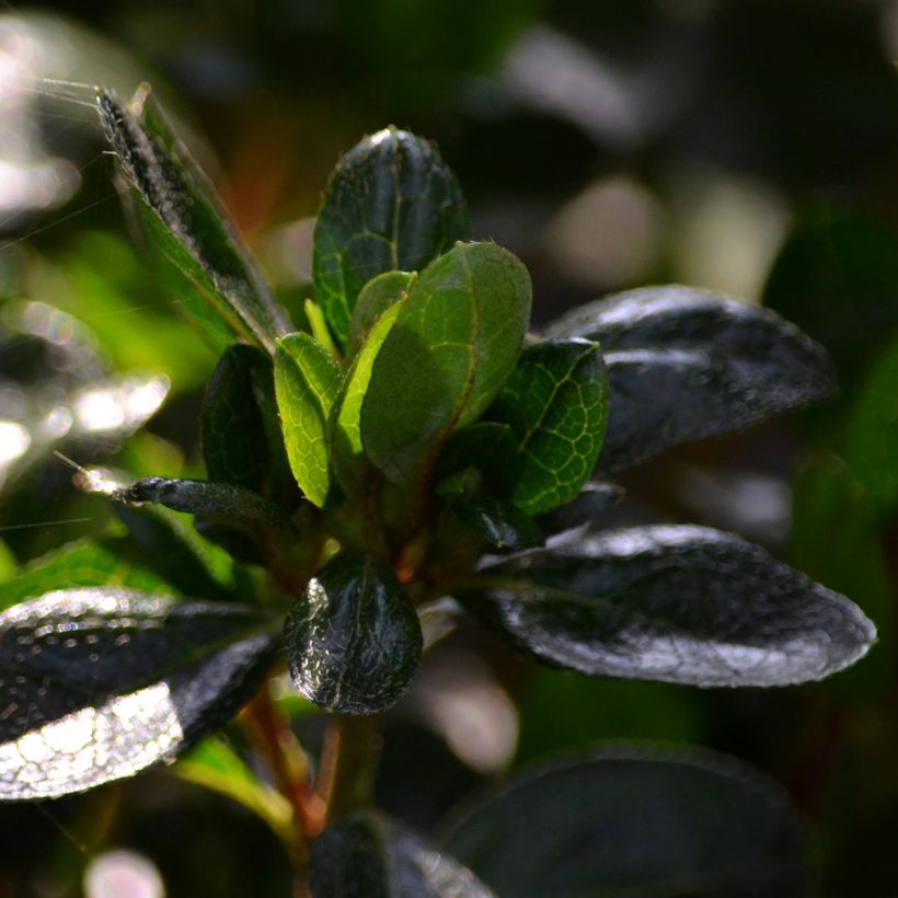 Azalea Rex (Fogliame)