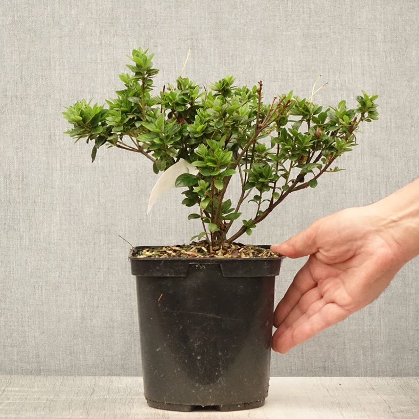 Esemplare di Azalea Sachsenstern Vaso da 3L/4L consegnato in estate