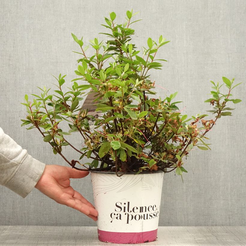 Esemplare di Azalea japonica Vuyk's Rosyred Vaso da 4L/5L consegnato in estate