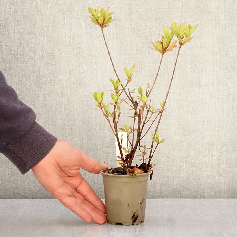 Azalea japonica Vuyk's Rosyred Vasetto da 8/9 cm esemplare consegnato in primavera