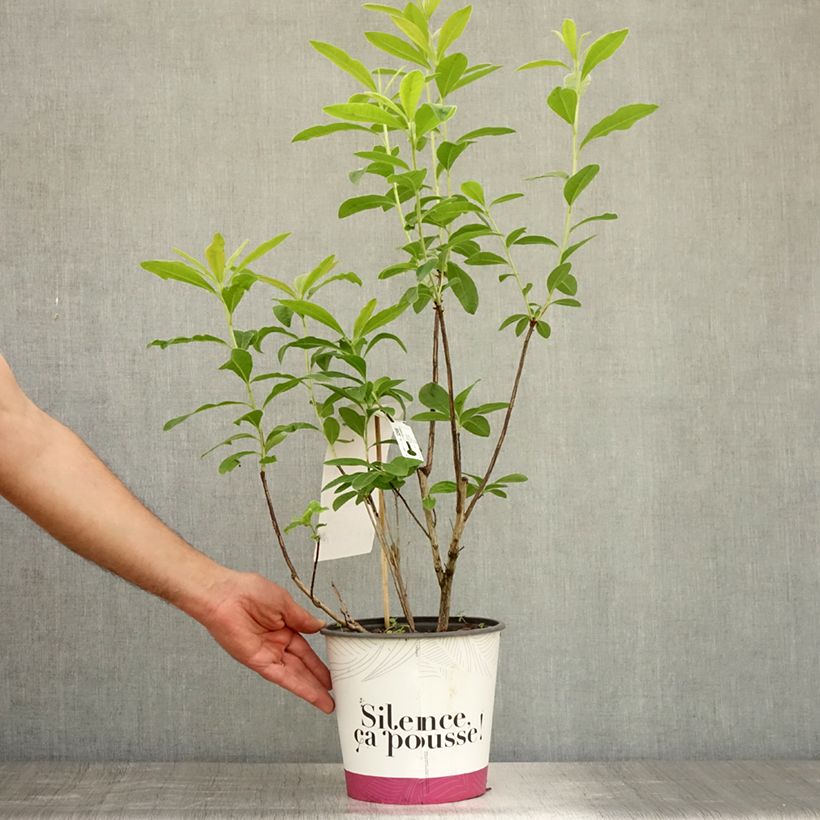 Esemplare di Azalea mollis Glowing Embers Vaso da 4L/5L consegnato in estate