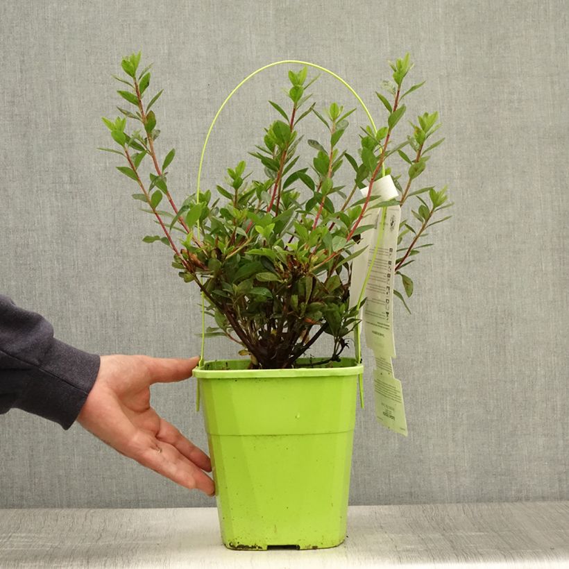 Esemplare di Azalea ENCORE Autumn Fire Vaso da 3L/4L consegnato in estate